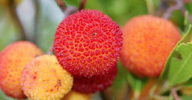 Nature Question: Quel est le nom de ce fruit ?