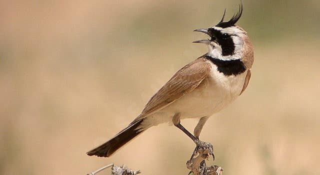 Nature Question: Quel est le nom de cet oiseau de la famille des Alaudidés ?