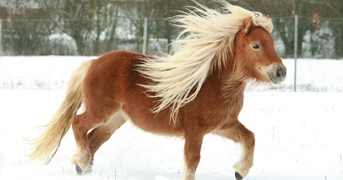 Nature Question: Quel est le nom de cette race de poney ?