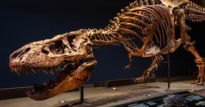 Cultuur Trivia Vraag: Waar komt Tyrannosaurus rex 'Trix' in Naturalis vandaan?