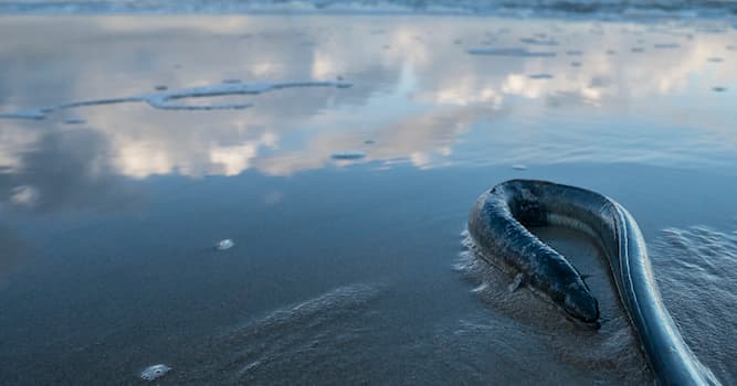 Natuur Trivia Vraag: Waar wordt paling geboren?