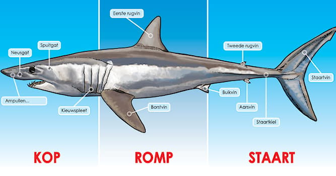 Natuur Trivia Vraag: Wat is geen bestaande haai?