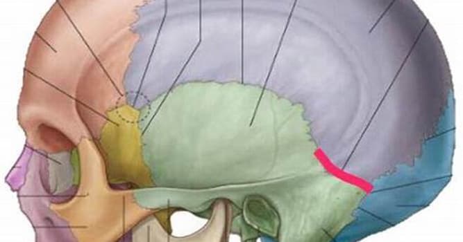 Сiencia Pregunta Trivia: ¿Cuáles son las dos partes del cráneo de los humanos?