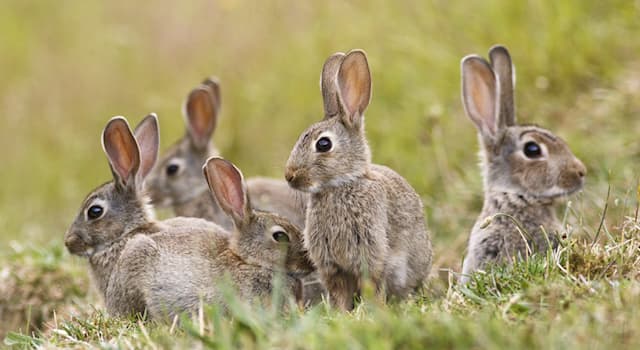 Nature Trivia Question: What is a group of wild rabbits called?