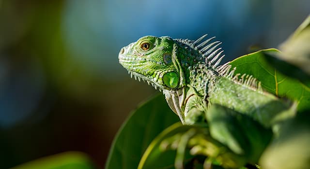 Natura Domande: Cos'è un'iguana?
