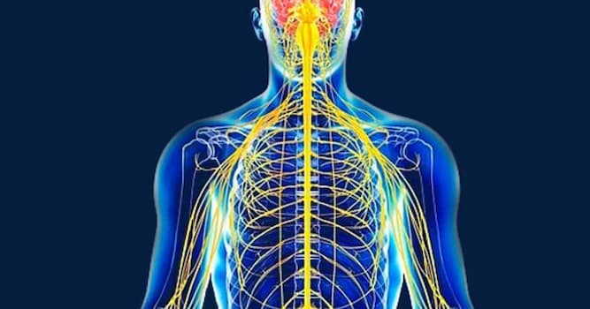 Scienza Domande: Cosa si intende per SNC nel corpo umano?