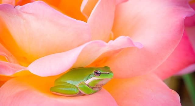 Natura Domande: Che tipo di animale è una rana?