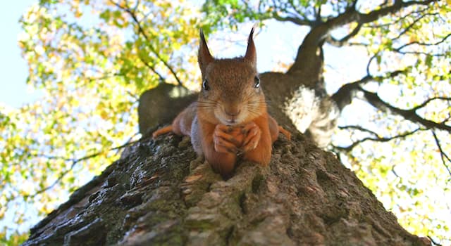 Natura Domande: Che tipo di animale è uno scoiattolo?