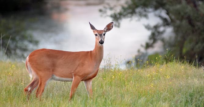 Natuur Trivia Vraag: Welk dier is een hinde?