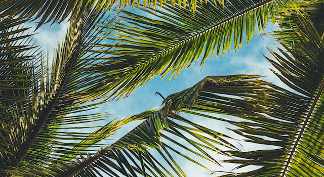 Natura Domande: Quale frutto cresce sulle palme?