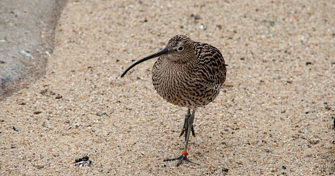 Doğa Trivia Sorusu: Kiwiler Nerede Yaşar?