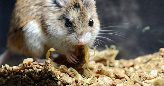 Natur Wissensfrage: Wofür ist die Grashüpfermaus bekannt?