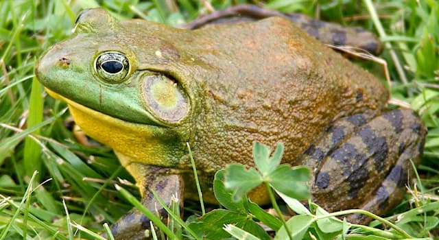 natura Pytanie-Ciekawostka: Z którego kontynentu pochodzą żaby ryczące?