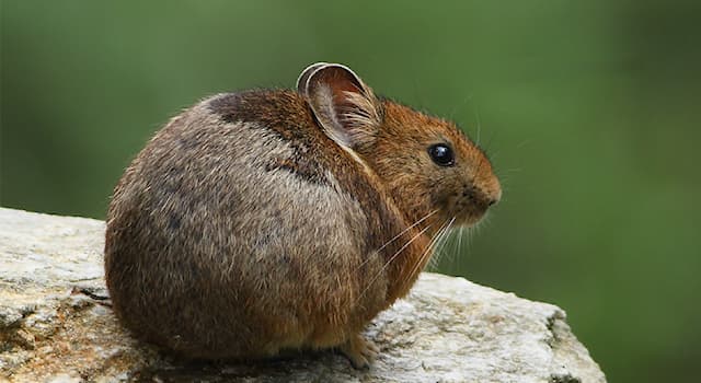 natura Pytanie-Ciekawostka: Z którymi ssakami są spokrewnione szczekuszki?