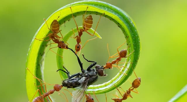 Naturaleza Pregunta Trivia: ¿Cuántas hormigas hay en la Tierra, según un estudio científico publicado el 19 de septiembre de 2022?