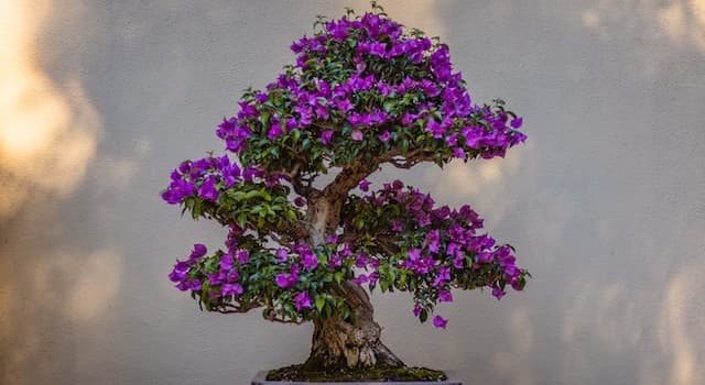 Cultura Domande: Il bonsai è una forma d'arte originaria di quale paese?