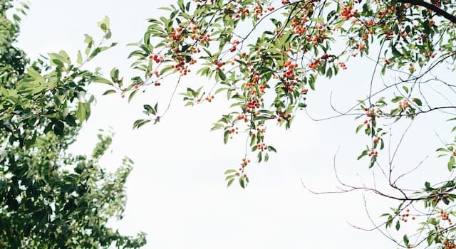 Culture Question: Tchekhov a écrit une pièce sur un verger de quel fruit ?