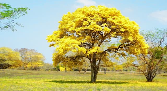 Naturaleza Pregunta Trivia: ¿Cuál es el árbol nacional de Venezuela?