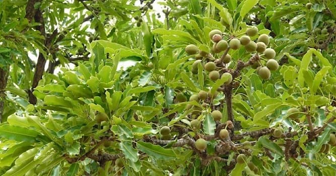 Geografía Pregunta Trivia: ¿De qué continente es oriundo el árbol karité?