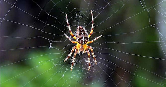 Natura Domande: Di cosa è fatta la tela di un ragno?