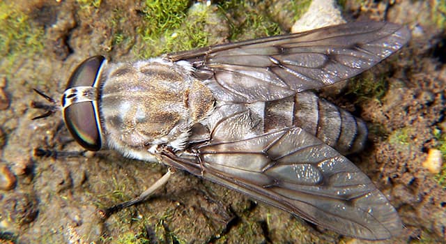 natura Pytanie-Ciekawostka: Dlaczego giez jest niebezpiecznym owadem dla ludzi i zwierząt?