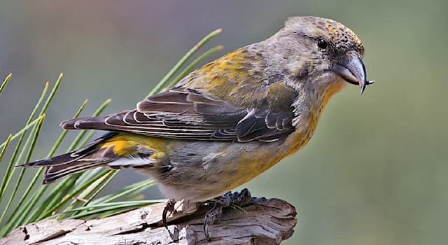 natura Pytanie-Ciekawostka: Do jakiego rodzaju pożywienia przystosowany jest ten dziób?