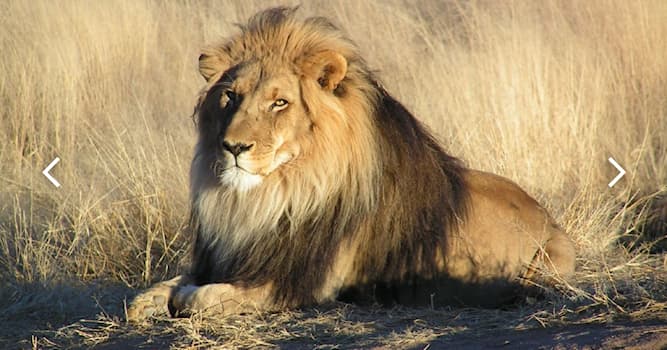 Natura Domande: Dove vive il leone?