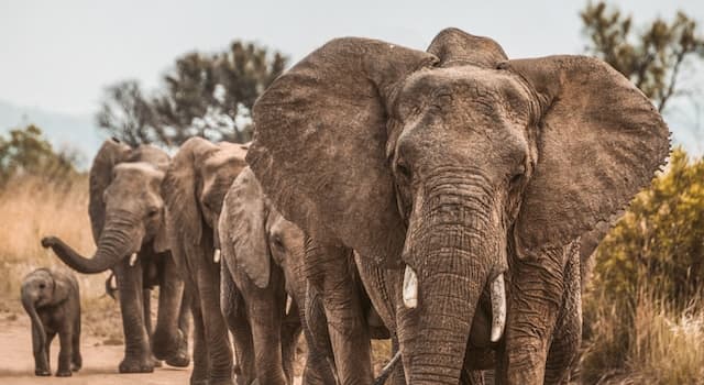 Natura Domande: Le grandi orecchie degli elefanti li aiutano a cosa?