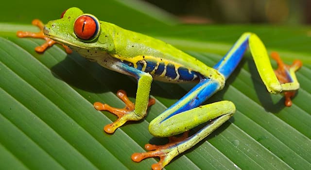 natura Pytanie-Ciekawostka: Gdzie występuje ta Chwytnica kolorowa?