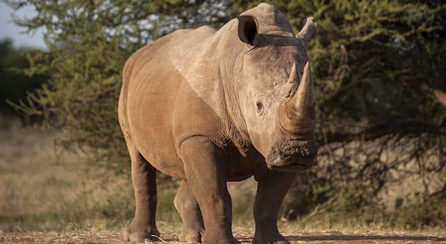 natura Pytanie-Ciekawostka: Gdzie zostały spotkane te nosorożce?