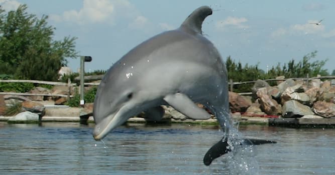 Natuur Trivia Vraag: Hoe heet het orgaan dat voor echolocatie zorgt bij dolfijnen?