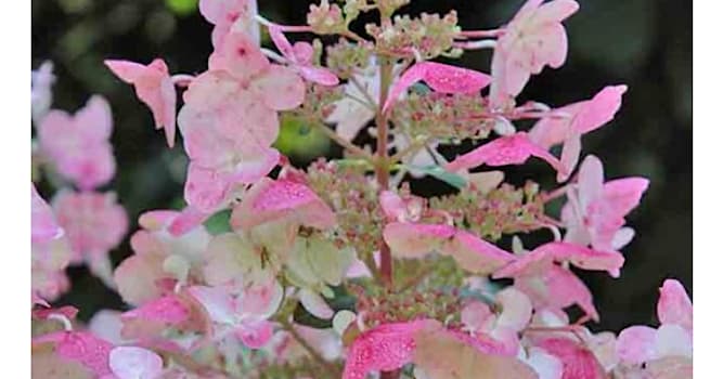 natura Pytanie-Ciekawostka: Hydrangea to inna nazwa jakiej rośliny?