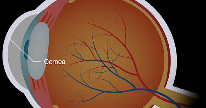 Scienza Domande: In quale parte del corpo umano si trova la cornea?