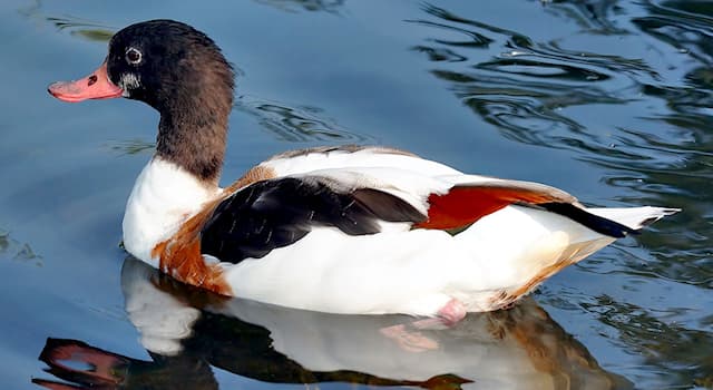 natura Pytanie-Ciekawostka: Jak nazywa się kaczka gniazdująca w norach?