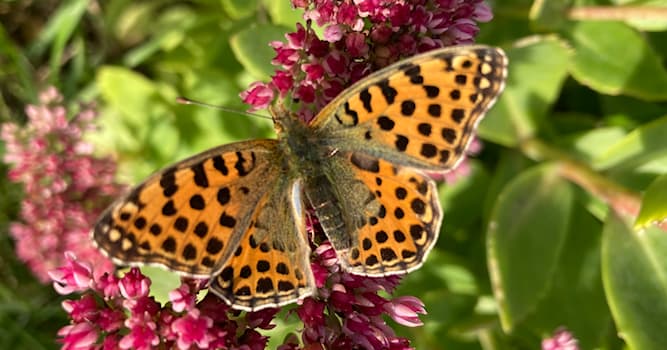 natura Pytanie-Ciekawostka: Jak nazywa się motyl ze zdjęcia?