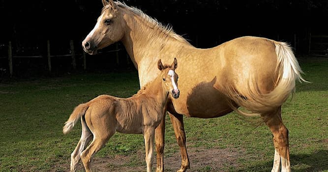 natura Pytanie-Ciekawostka: Jakiej maści jest koń przedstawiony na zdjęciu?