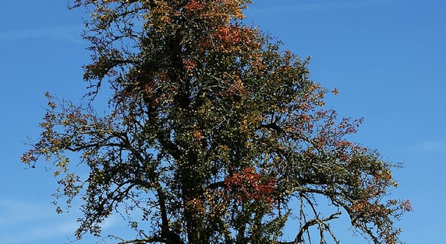 natura Pytanie-Ciekawostka: Jeśli na drzewie zakwitnie Pyrus to znaczy, że pojawi się?