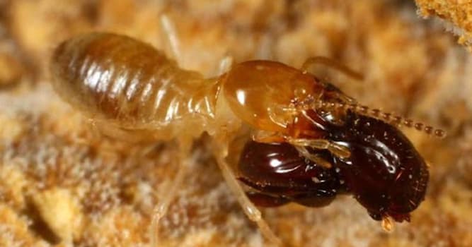 Природа Вопрос: Как по-другому называется жук вида Eocorythoderus incredibilis, которого на картинке несёт муравей?