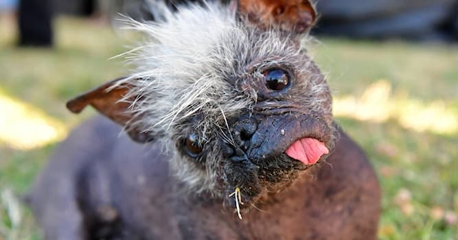 Toplum Trivia Sorusu: "Mutlu Surat" lakaplı bu köpek neden bu kadar ünlü?
