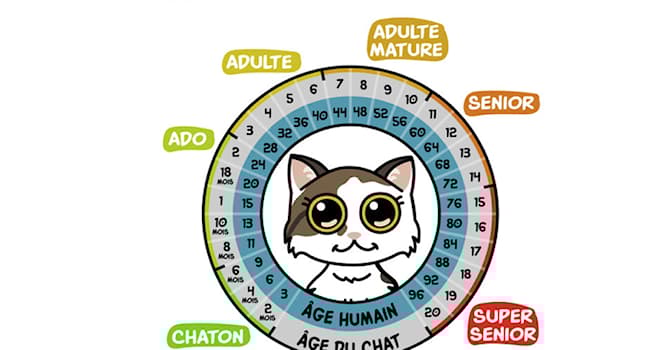 Nature Question: Quel est l'âge d'un chat de 3 ans, en équivalent de l'âge d'un humain ?