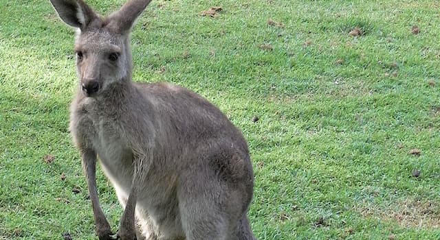 natura Pytanie-Ciekawostka: W jakim kraju żyją kangury (poza Australią)?