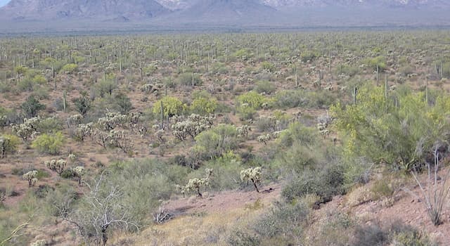 natura Pytanie-Ciekawostka: W którym amerykańskim stanie znajduje się park narodowy Organ Pipe Cactus National Monument?