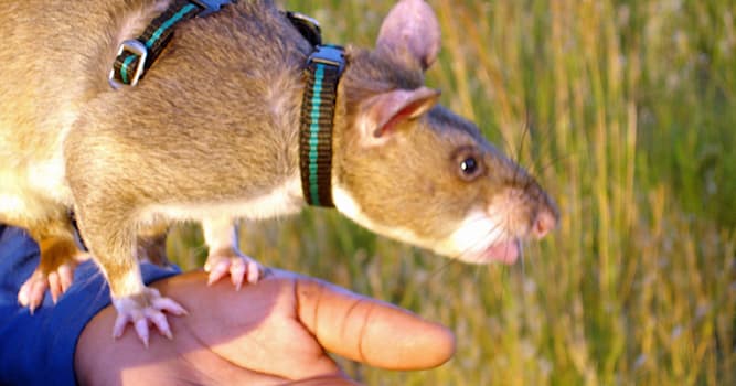 Wissenschaft Wissensfrage: Welche besondere Ausbildung erhalten gambische Riesenhamsterratten in Mosambik?
