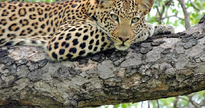 Natureza Pergunta Trivial: Quais são os 5 animais de caça que compõem o grupo Big Five da África do Sul?