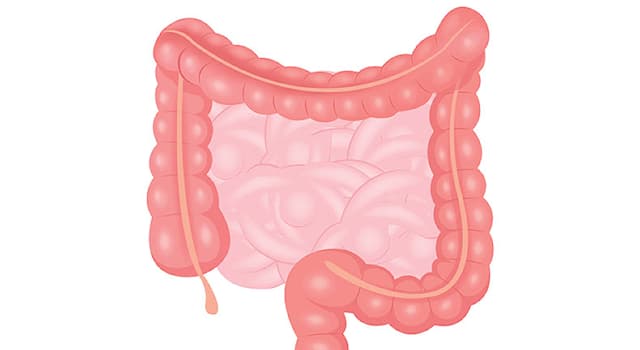 what-is-another-name-for-intestinal-trivia-questions-quizzclub