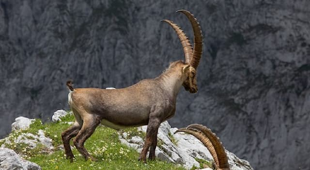 Doğa Trivia Sorusu: Bu hayvanın adı nedir?