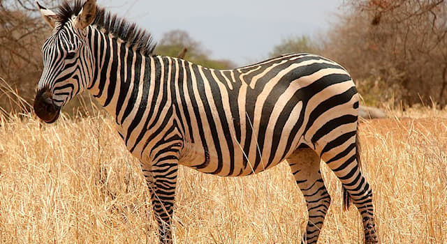 Natura Domande: Cosa è vero a proposito delle zebre?