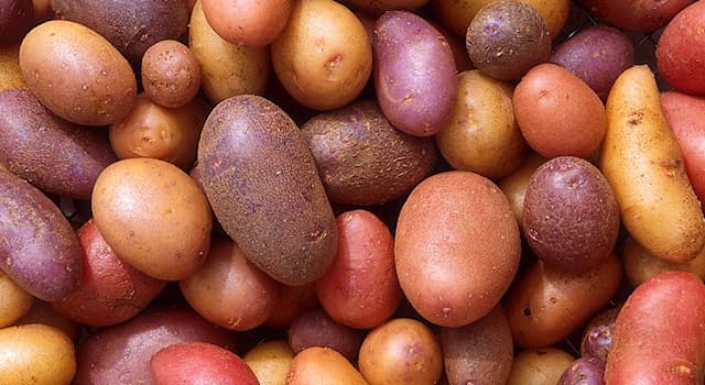 Natura Domande: Dove crescono le patate?
