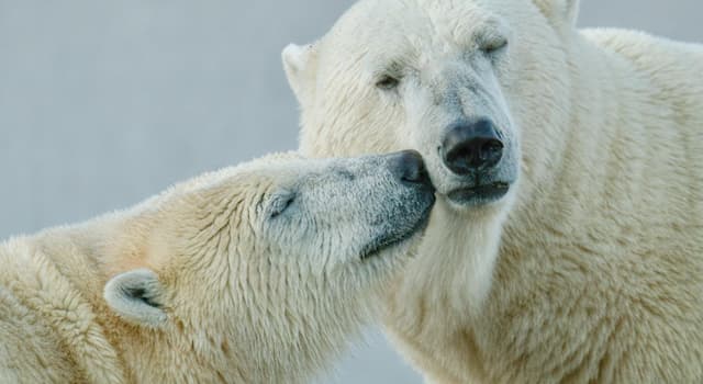 natura Pytanie-Ciekawostka: Dlaczego niedźwiedzie polarne są białe?