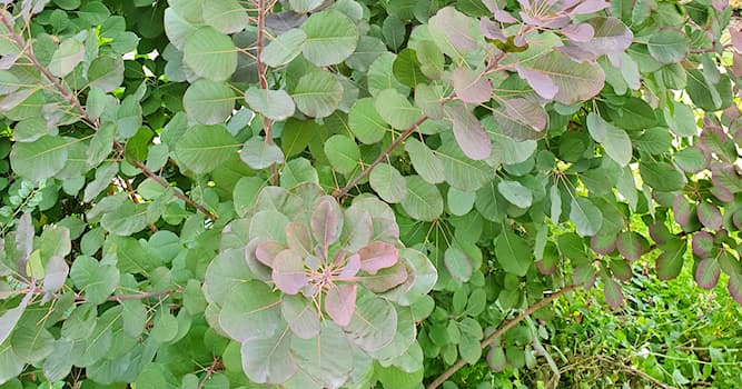 Natur Wissensfrage: Wobei handelt es sich um eine Pflanze?